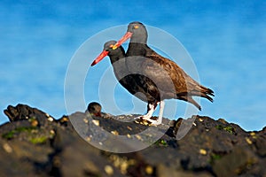 Teo Blakish oystercatcher, Haematopus ater, with oyster in the bill, black water bird with red bill. Bird feeding sea food, in the photo