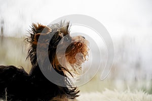 Teodor the Yorkie