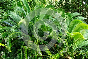 Teosinte palm Dioon mejiae, multiple plants - Davie, Florida, USA photo