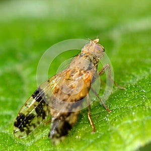 Tephritis bardanae gall fly