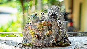 Tephrocactus on handmade concrete artisan pot