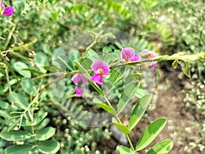 Tephrosia purpurea, Fish poison, Wild Indigo, Purple Tephrosia flower plant.