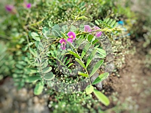 Tephrosia purpurea, Fish poison, Wild Indigo, Purple Tephrosia flower plant.
