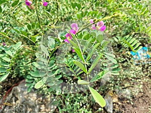 Tephrosia purpurea, Fish poison, Wild Indigo, Purple Tephrosia flower plant.