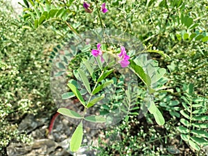 Tephrosia purpurea, Fish poison, Wild Indigo, Purple Tephrosia flower plant.