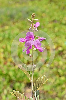 Tephrosia purpurea wild indigo pink flowers