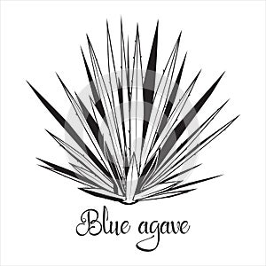 Tequila agave black silhouette. Vector illustration isolated on white background. Blue agave succulent plant stencil