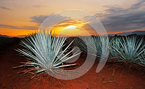 Tequila agave lanscape