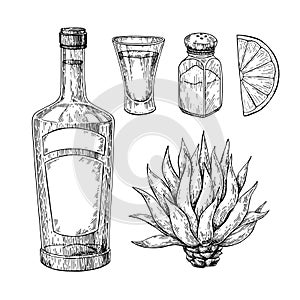 Tequila bottle, blue agave, salt shaker and shot glass with lime. Mexican alcohol drink vector drawing.