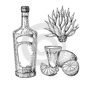 Tequila bottle, blue agave and shot glass with lime. Mexican alcohol drink vector drawing