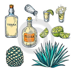 Tequila bottle, shot glass and agave root, vector color sketch illustration. Mexican alcohol drinks menu design elements photo