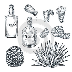 Tequila bottle, shot glass and ingredients, vector sketch. Mexican alcohol drinks. Agave plant and root. photo