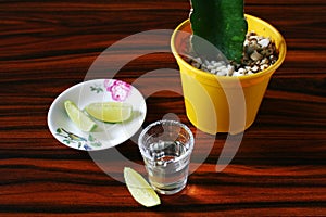 Tequila and cactus. Shot of typical drink of Mexico. Lime. Lemon