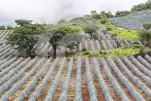 Tequila, Jalisco, Mexico: