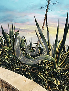 Tequila plant