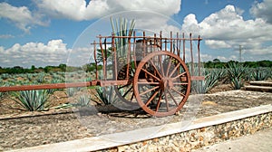 Magnificent ancient agave transport