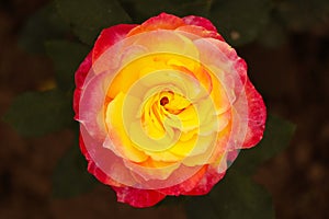 Tequila sunrise rose ooty or red yellow rose.