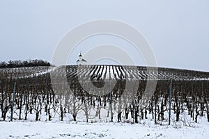 TerÃ©zia vineyard: winter in the Tokaj region photo