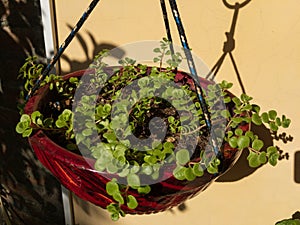 Teracotta hanging pot closeup view