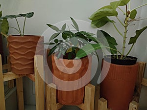 Terakota decorative plant pots to decorate homes and outdoor gardens