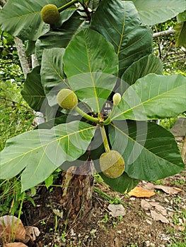 Terap (Artocarpus odoratissimus) is an exotic fruit from North Kalimantan, Indonesia