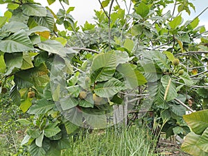 terap tree (Artocarpus odoratissimus) which bears heavy fruit on Nunukan Island photo