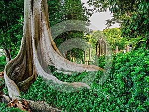 Terap tree`s weird looking trunk photo