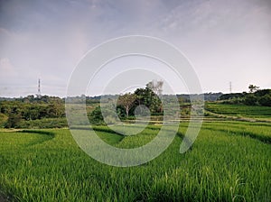 Terasering paddy's field in Country side