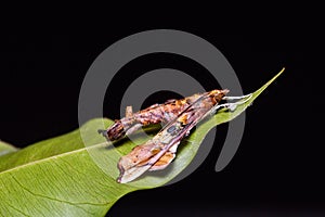 Terastia egialealis moth photo