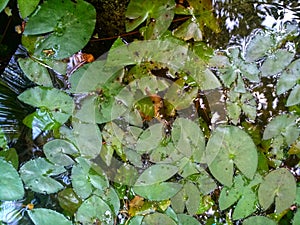 Teratai flower life in the water