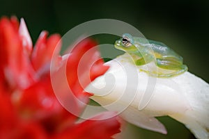 Teratohyla spinosa, Spiny Glass Frog,  sitting on the white and red flower bloom in the tropic forest. in nature habitat, animal