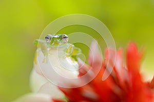 Teratohyla spinosa, Spiny Glass Frog,  sitting on the white and red flower bloom in the tropic forest. in nature habitat, animal