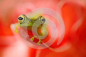 Teratohyla spinosa, Spiny Glass Frog, tinny amphibian with red flower, in nature habitat. Frog from Costa Rica, tropic forest.