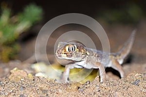 Teratoscincus bedriagai , Bedraiga`s wonder gecko or Bedriaga`s plate-tailed gecko