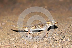 Teratoscincus bedriagai , Bedraiga`s wonder gecko or Bedriaga`s plate-tailed gecko on desert ground