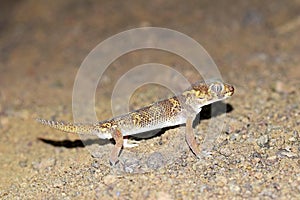 Teratoscincus bedriagai , Bedraiga`s wonder gecko or Bedriaga`s plate-tailed gecko on desert ground