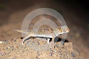 Teratoscincus bedriagai , Bedraiga`s wonder gecko or Bedriaga`s plate-tailed gecko on desert ground