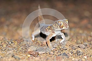 Teratoscincus bedriagai , Bedraiga`s wonder gecko or Bedriaga`s plate-tailed gecko on desert ground