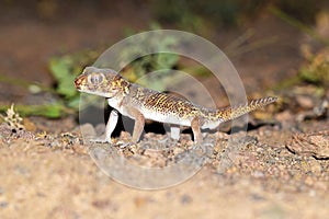 Teratoscincus bedriagai , Bedraiga`s wonder gecko or Bedriaga`s plate-tailed gecko on desert ground