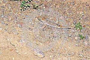 Teratoscincus bedriagai , Bedraiga`s wonder gecko or Bedriaga`s plate-tailed gecko on desert ground