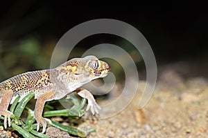 Teratoscincus bedriagai , Bedraiga`s wonder gecko or Bedriaga`s plate-tailed gecko on desert ground