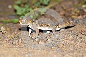 Teratoscincus bedriagai , Bedraiga`s wonder gecko or Bedriaga`s plate-tailed gecko on desert ground