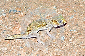 Teratoscincus bedriagai , Bedraiga`s wonder gecko or Bedriaga`s plate-tailed gecko