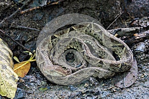 Terciopelo, Bothrops asper, Carara, Costa Rica wildlife