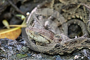 Terciopelo, Bothrops asper, Carara, Costa Rica wildlife photo