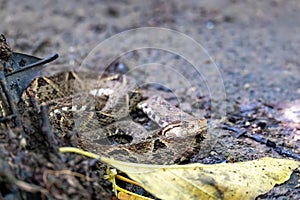 Terciopelo, Bothrops asper, Carara, Costa Rica wildlife