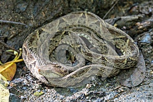 Terciopelo, Bothrops asper, Carara, Costa Rica wildlife photo