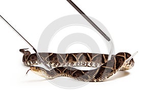 Terciopelo Pit Viper Snake Being Picked Up