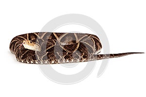 Terciopelo Pit Viper Snake Coiled Up photo