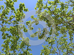 Tere branches from above with green leaves and blue clean sky photo